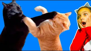 КОТЫ ДРАЧУНЫ! ЛУЧШИЙ НЕ ЗАСМЕЙСЯ ЧЕЛЛЕНДЖ Funny Cats Dogs СОБАКИ Попробуй не засмеяться Валеришка