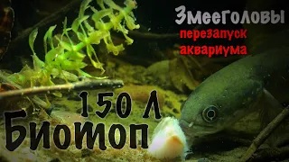 Биотопный Акварим Юго-восточной Азии. КУПИЛ ЗМЕЕГОЛОВОВ! Channa Pulchra, MONSTER fish tank!