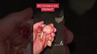 Will chickens eat chicken meat? 🤯 #backyardchickens #chickens #shorts