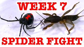 Redback Spider Home Week 7 Devil Bug Educational Spider Video