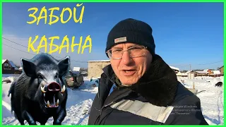 ЗАБОЙ КАБАНА .Еду на забой агрессивного поросёнка.