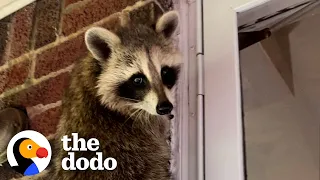 Rehabbed Raccoon Comes Back Every Night To Visit Some Unlikely Friends | The Dodo