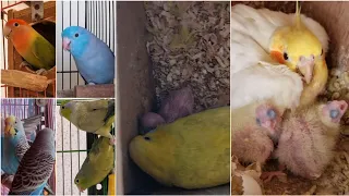 Breeding Progress Of My Birds || All About Pets (Hindi)
