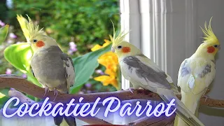 Cockatiel as Delightful Pets | Nutrition and Diet | Cockatiel Care Tips | @PetsGrove