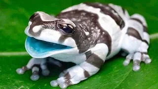 7 Ranas Más Venenosas Y Peligrosas Del Mundo