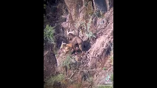 West Texas Aoudad Sheep Come Hunt H.E. Sproul Ranch