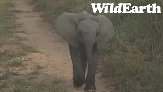 WildEarth - Sunrise  Safari - 14 May 2022