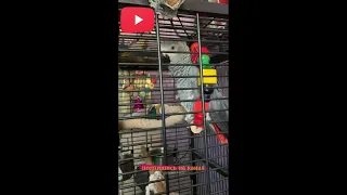 Домашний попугай, Жако разговаривает, талантливый птенец