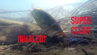 INSANE Underwater Bass Fishing Footage | SUPER Clear Bed Fishing