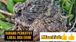 Dapat anakan perkutut lokal || poin dua ekor