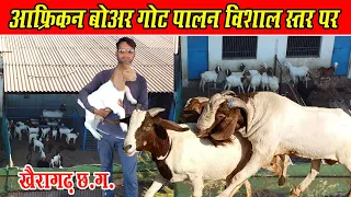 आफ्रिकन बोअर गोट पालन ऐसे करें? ।। African Boer Goat Farming Kaise karen ? Khairagarh chhattisgarh