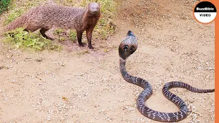 Mongoose Fight Cobra and Black Mamba Snake