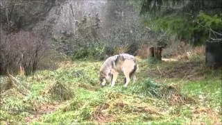 Bettina Blanca's, Mexican wolf, arrives at Wolf Haven