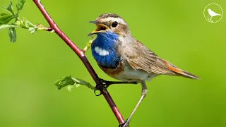 Nature Sounds - Bird Sounds - Birdsong Soothes the Nervous System and Refreshes the Soul, NO MUSIC