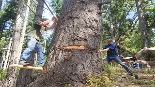 Incredible Dangerous Cutting Oldest Tree Skill using Chainsaw, Fastest STIHL Chainsaw Felling Tree