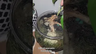 Part 2 / Update on my aquascape / cow hair grass seeds