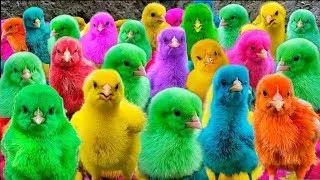 World Cute Chickens, Viral Fun with Chickens, Ducks, and Rabbits!  🐤🐤