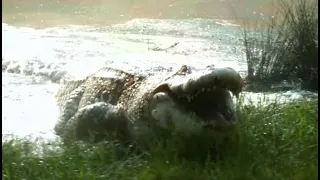 Annihilation (2018) "Mutant Albino Alligator Scene"