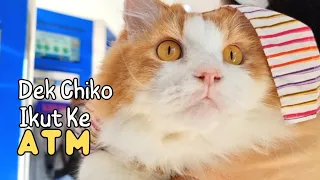 Dek Chiko Ikut Ke Atm. funny video try not to laugh funny pets animals cat lovers cats pet hachiko