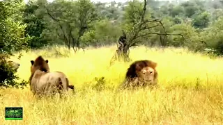 Male lions  fight for territory . Old sishanghan vs young trichardt males. #krugersightings