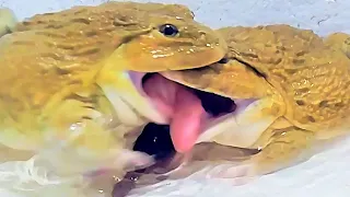 Giant Asian Bullfrog Eats Big Crab And Scorpion! Asian Bullfrog Live Feeding