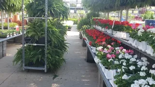 Hartley Botanic Greenhouse // New Pottery // Pinching Zinnias // Plant Shopping // GARDEN QUEEN