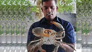 GIANT MUD CRABS Catching live cleaning