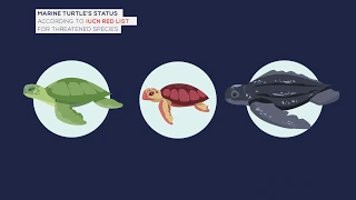 Video: Conservation of Marine Turtles in the Mediterranean Region