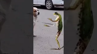frog dance #frog #dog #shorts #youtubeshorts