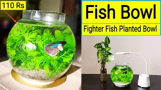 Fish Bowl || Betta fish Bowl Setup || Planted fish Bowl || Betta fish Tank || Fighter fish in Bowl 🐠