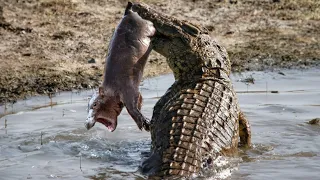 Tragic Moment! Crocodile Hunt Baby Hippo in its Mother's Absence