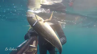 gros denti peu profond chasse sous marine la colo du relais