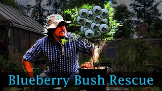 Rescuing A Blueberry Plant!