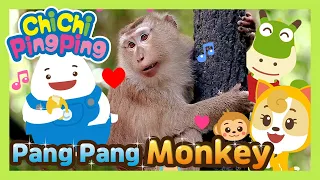 🎵 Pang Pang Monkey | Nursery rhymes | Kids song | ChiChi PingPing | Cartoons for Kids