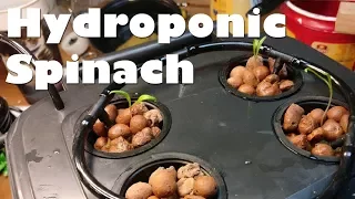 DIY DWC Hydroponics - Cheap and easy deep water culture hydroponic spinach garden