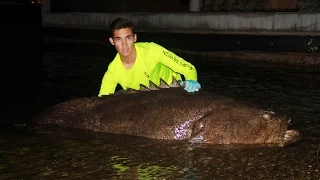 Monster Goliath Grouper Caught from Land!