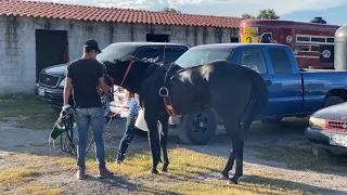 1 día entrenando a los caballos para sus próximas carreras 🅿️🅰️🔥