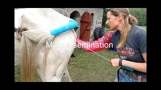 Insemination of a Mare | INSEMINACJA KLACZY