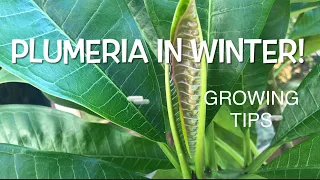 PREPARE PLUMERIA FOR WINTER | TIPS FOR COLD WINTER SURVIVAL IN GROUND