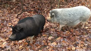 Pigs in woods while going fossil collecting