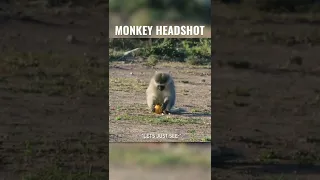 Monkey SHOT IN THE EYE with an Air Gun!