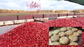 🥣Making HOMESTEADERS on the LAST DAY of CRANBERRY HARVEST | Delicious Buttery Cookie Recipe