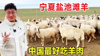 Come to Ningxia to eat Yanchi Tan sheep and reveal why the ”noble sheep” is delicious?