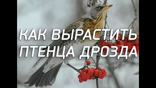 Как вырастить птенца дрозда. Наш первый опыт.