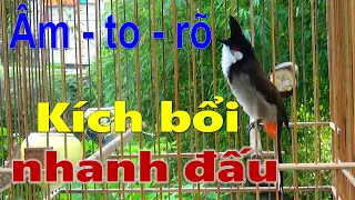 Kich chào mào hót sáng, CỰC HAY - CHÉ KÍCH BỔI CĂNG ĐÉT, luyện chào mào hót căng lửa, chao mao