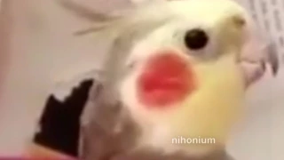 bird sings another tune [loud]