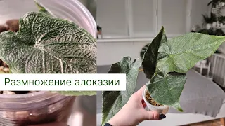 Мой опыт размножения Алоказий клубнями.