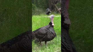 Arrow Completely ￼Decapitates Wild Turkey!  😳#shorts #hunting #turkeyhunting