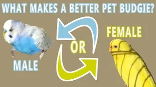 Should I get a MALE or FEMALE Budgie - Step 2