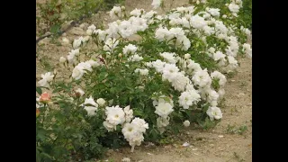 обрезка розы флорибунда, питомник роз полины козловой,  rozarium.biz ,  pruning a floribund rose